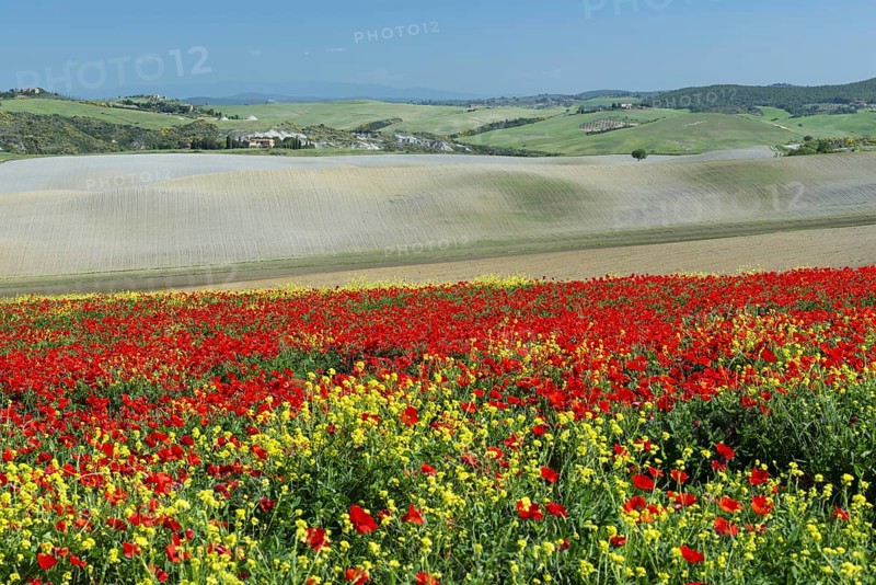 Landscape around San Quirico dOrcia, Val d'Orcia, Orcia Valley, UNESCO World Heritage Site, Province of Siena, Tuscany, Italy, Europe