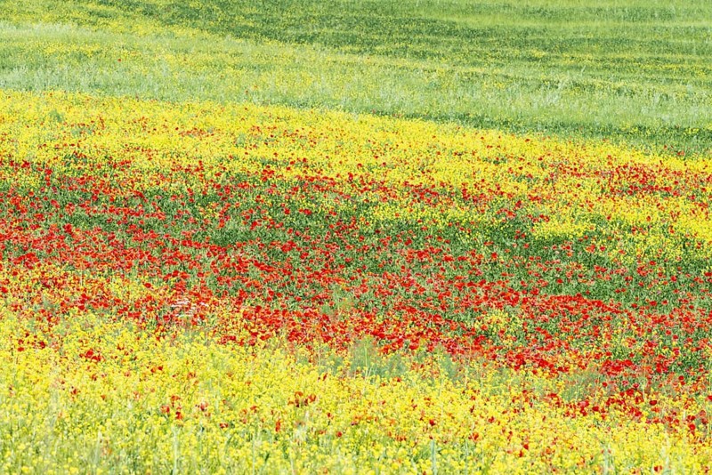 Landscape around San Quirico dOrcia, Val d'Orcia, Orcia Valley, UNESCO World Heritage Site, Province of Siena, Tuscany, Italy, Europe