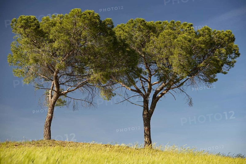 Landscape around San Quirico dOrcia, Val d'Orcia, Orcia Valley, UNESCO World Heritage Site, Province of Siena, Tuscany, Italy, Europe
