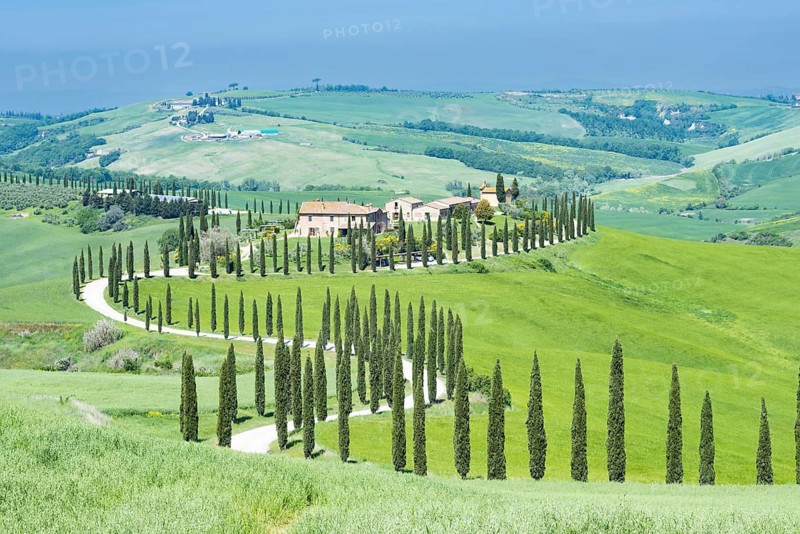 Agriturismo Baccoleno with cypress avenue, Cupressus, Asciano, Crete Senesi, Siena, Tuscany, Italy, Europe