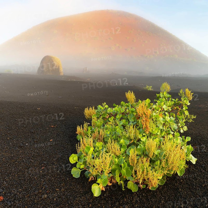 Canary Island dock (Rumex lunaria) and lava bomb in front of the Caldera Colorada, Parque Natural de Los Volcanes, near Masdache, Lanzarote, Canary Islands, Spain, Europe