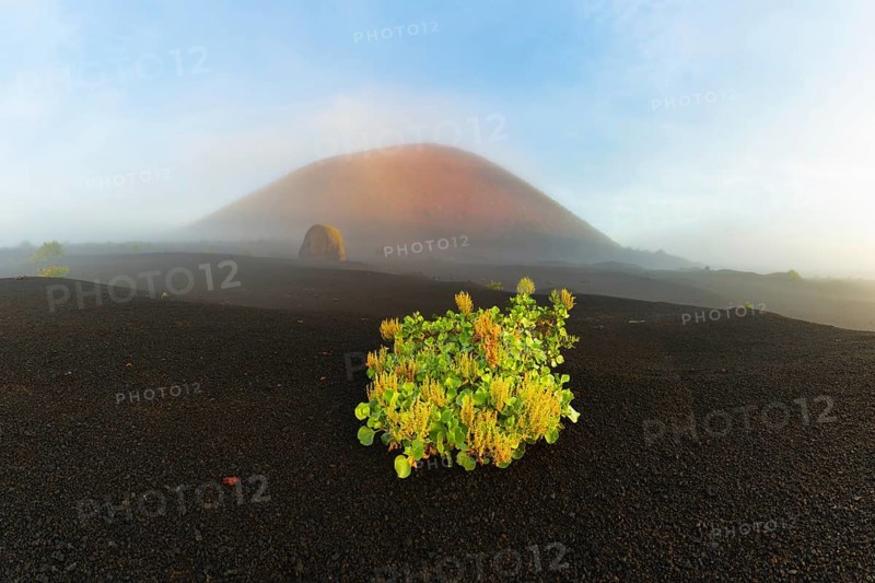 Canary Island dock (Rumex lunaria) and lava bomb in front of the Caldera Colorada, Parque Natural de Los Volcanes, near Masdache, Lanzarote, Canary Islands, Spain, Europe