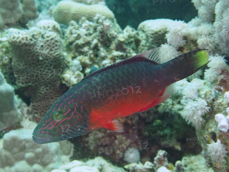 Colourful fish with red and green colouring, cheek stripe wrasse (Oxycheilinus diagrammus), swimming in a coral reef. Dive site House Reef, Mangrove Bay, El Quesir, Red Sea, Egypt, Africa