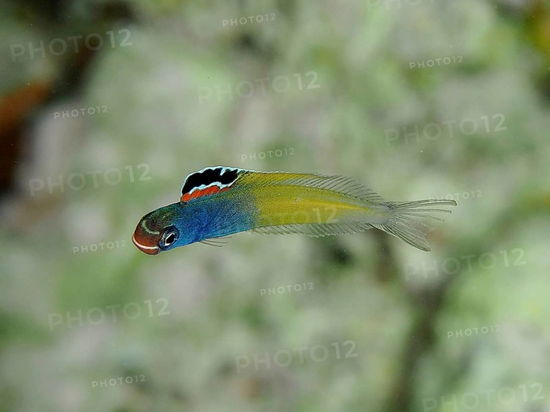 Colourful little fish, Townsend's sabretooth (Plagiotremus townsendi), swimming underwater. Dive site House Reef, Mangrove Bay, El Quesir, Red Sea, Egypt, Africa
