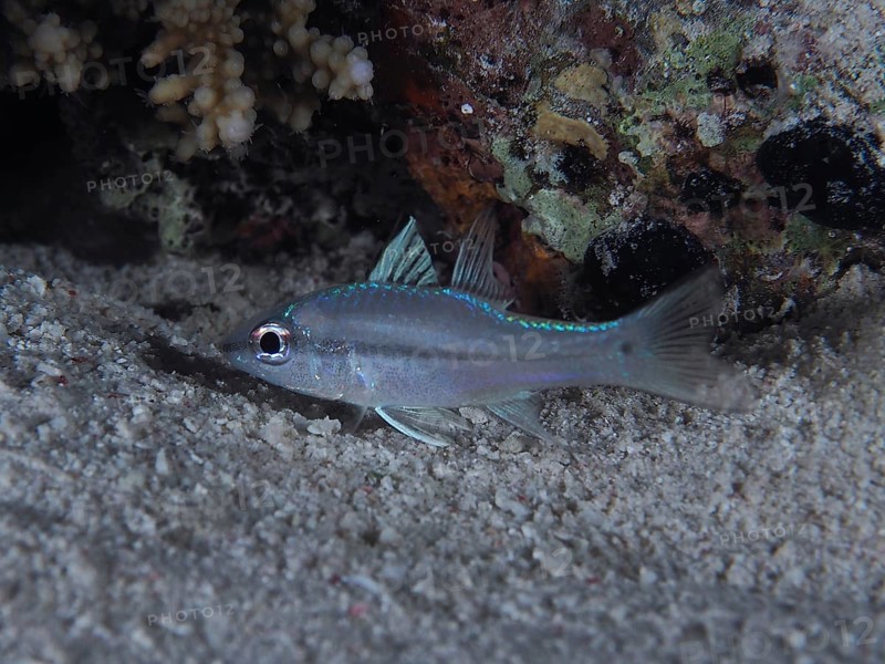 Streak-spotted cardinalfish (Apogon exostigma) swimming underwater at night near the sand next to a rock face. Dive site Gola Abu Ramada Reef, Hurghada, Egypt, Red Sea, Africa