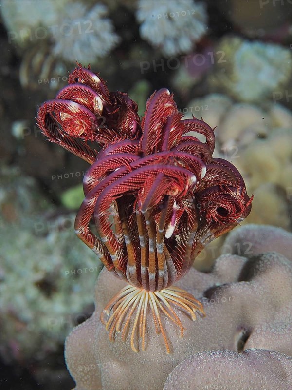 A Savigny's hair star (Heterometra savignii) unfolds at night on a piece of coral in the sea. Dive site Small Gifton, Hurghada, Egypt, Red Sea, Africa