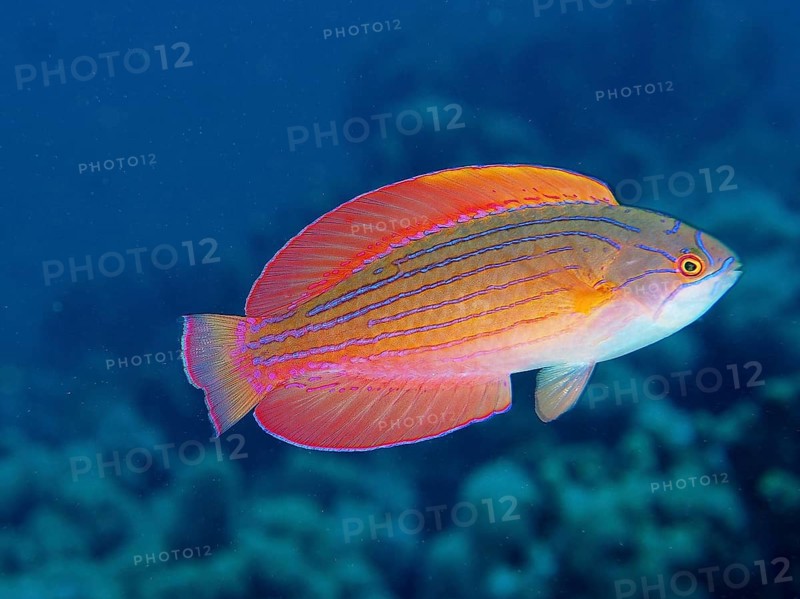 Colourful Red Sea dwarf wrasse (Paracheilinus octotaenia) with red-orange fins against a blue background. Dive site House Reef, Mangrove Bay, El Quesir, Red Sea, Egypt, Africa