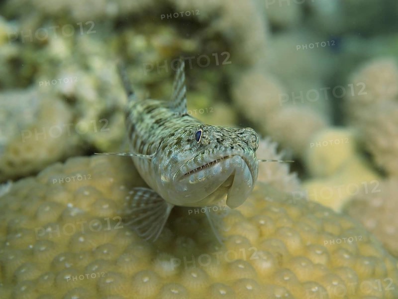 Close-up of variegated lizardfish (Synodus variegatus) on coral bottom. Dive site House Reef, Mangrove Bay, El Quesir, Red Sea, Egypt, Africa