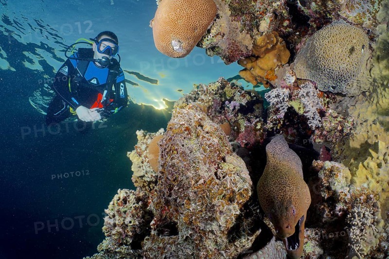 In the evening light, a diver explores the coral reef with a giant moray (Gymnothorax javanicus) . Dive site House Reef, Mangrove Bay, El Quesir, Red Sea, Egypt, Africa