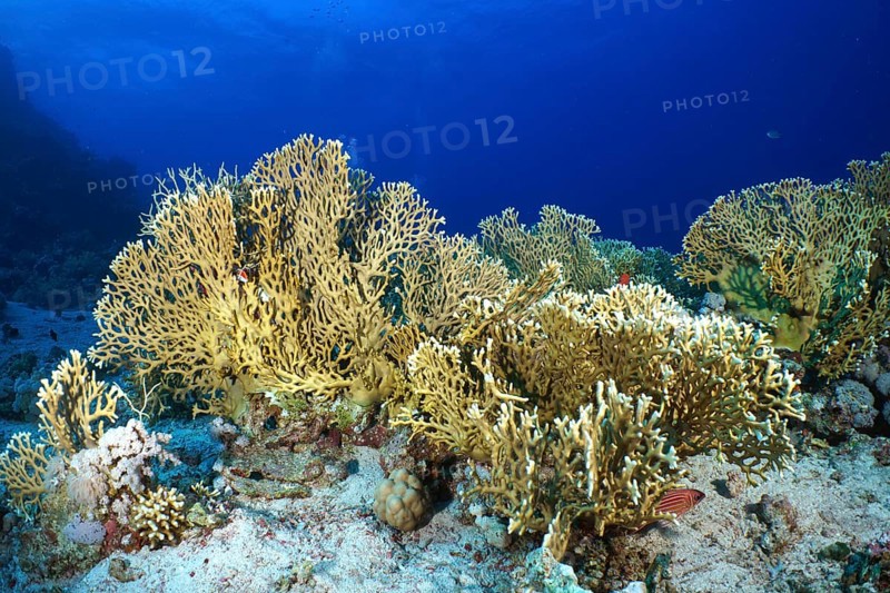 An extensive coral reef of net fire coral (Millepora dichotoma) spreads out in the clear blue waters of the ocean. Dive site Small Gifton, Hurghada, Egypt, Red Sea, Africa