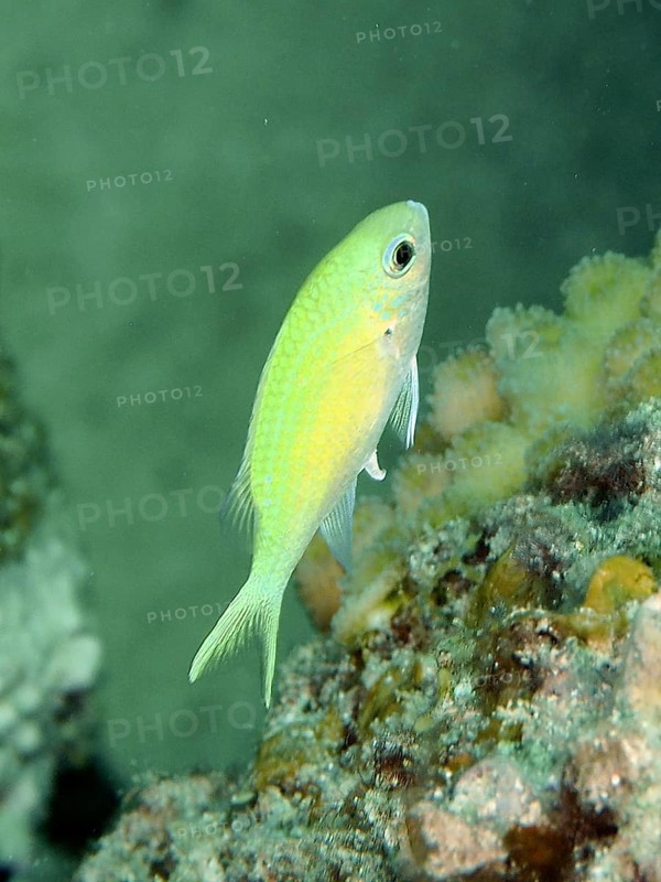 A small green fish, green swallowtail (Chromis viridis), swims next to corals in the clear water of the ocean. Dive site House Reef, Mangrove Bay, El Quesir, Red Sea, Egypt, Africa