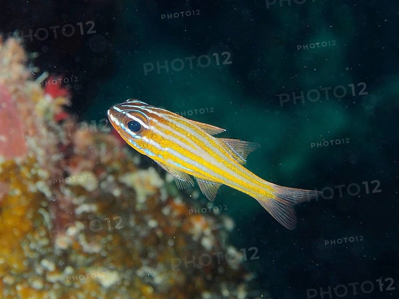 A colourful, striped fish, golden stripe cardinalfish (Apogon cyanosoma), swims in the dark underwater world near the corals. Dive site House Reef, Mangrove Bay, El Quesir, Red Sea, Egypt, Africa
