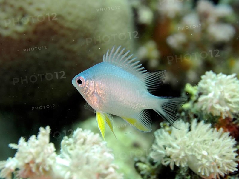 A silver fish with yellow fins, yellow-sided damselfish (Amblyglyphidodon flavilatus) juvenile, swimming amidst corals in the sea. Dive site House Reef, Mangrove Bay, El Quesir, Red Sea, Egypt, Africa