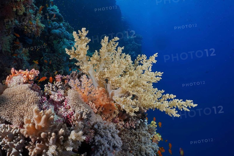 A coral reef in the sea shows colourful corals, broccoli trees (Litophyton arboreum) and other soft corals against a deep blue background. Dive site Small Brother, Brother Islands, Egypt, Red Sea, Africa