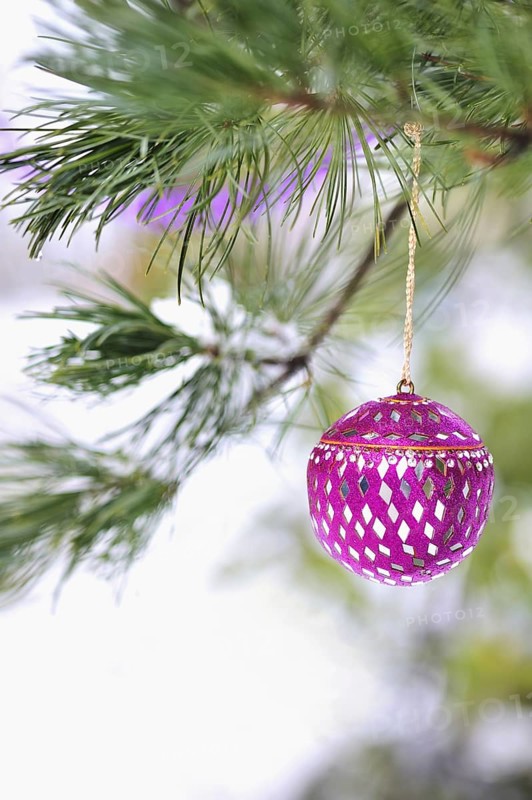 Pink mirrored Christmas ornament and pink garland hang from the boughs of an Austrian pine tree aka European black pine (pinus nigra) with snow. Can be used for a greeting card. Also available with text Froehliche Weihnachten