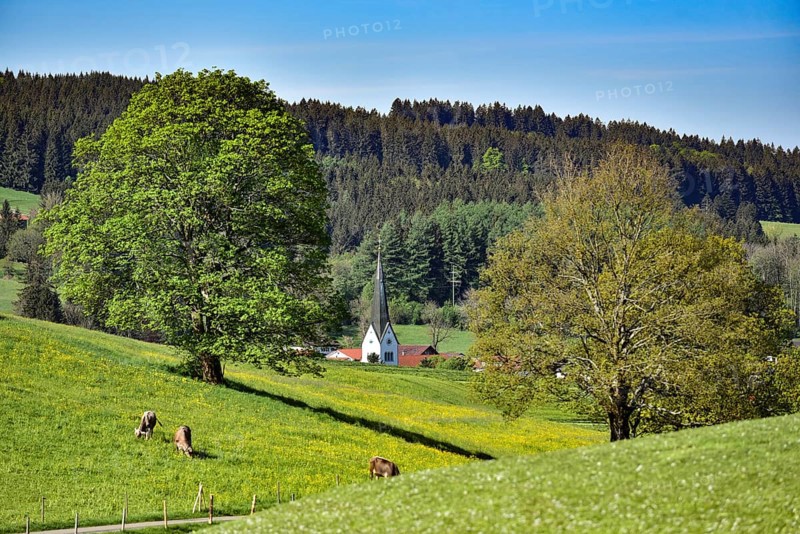 Allgäu Alpine foothills landscape with a church spire embedded in the hills with cows in the foreground, Allgäu, Bavarian Swabia, Bavaria, Germany, Europe