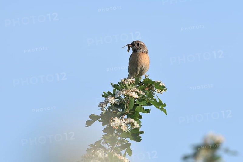 Stonechat (Saxicola torquata), female sitting on a flowering branch with an insect in her beak, Lower Rhine, North Rhine-Westphalia, Germany, Europe