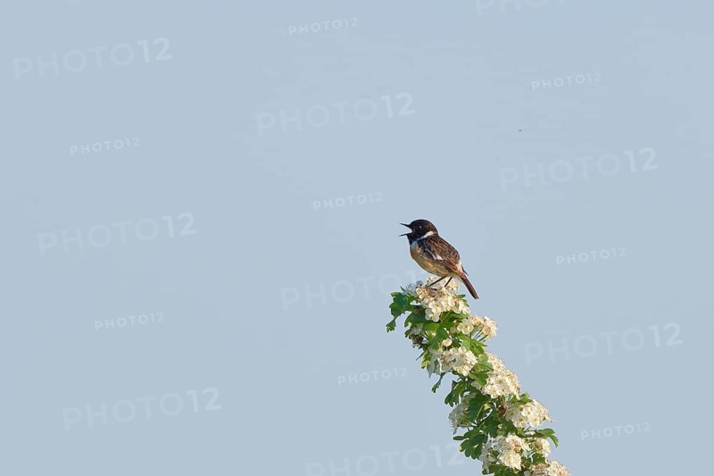 Stonechat (Saxicola torquata), male singing on a flowering branch, Lower Rhine, North Rhine-Westphalia, Germany, Europe