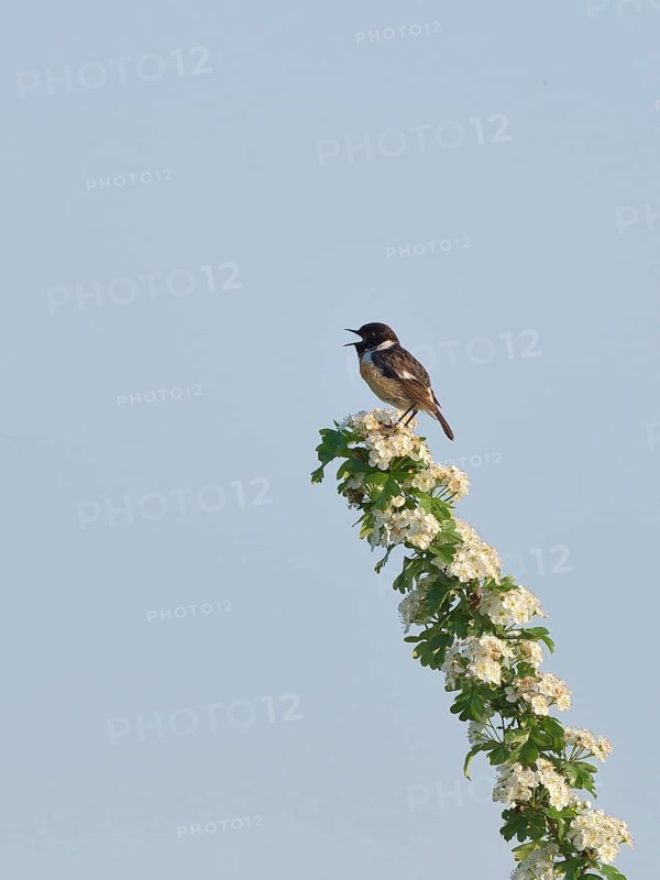 Stonechat (Saxicola torquata), male singing on a flowering branch, Lower Rhine, North Rhine-Westphalia, Germany, Europe
