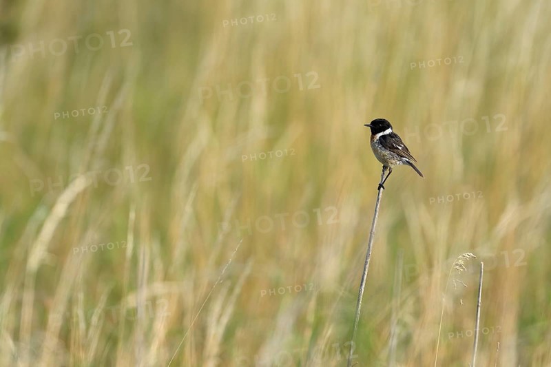Stonechat (Saxicola torquata), male sitting on a stalk, Lower Rhine, North Rhine-Westphalia, Germany, Europe