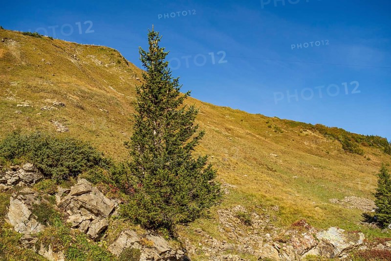 Single conifer on a grassy hilly landscape under a clear sky, saas Fee, Alps, Switzerland, Europe