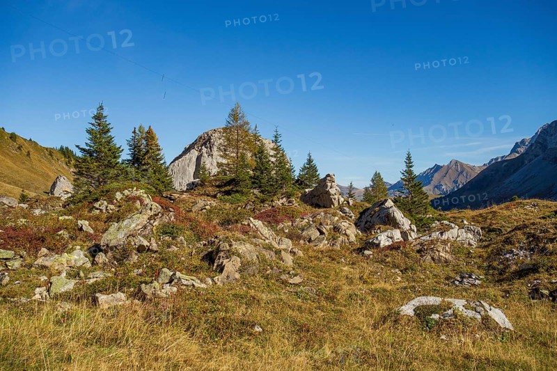 Stony landscape with scattered rocks, trees and bushes under a blue sky, saas Fee, Alps, Switzerland, Europe
