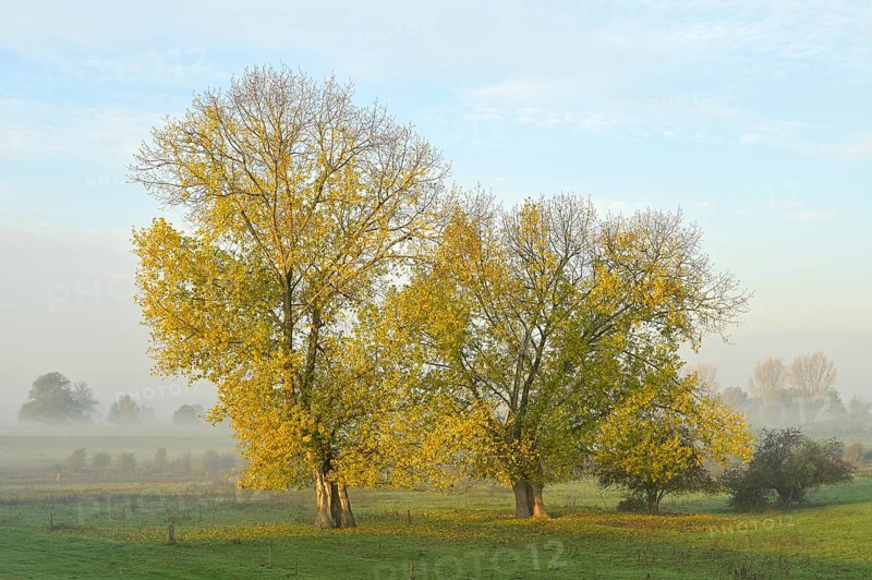 Two autumn-coloured poplars (Populus x canadensis) in a foggy landscape, Lower Rhine, North Rhine-Westphalia, Germany, Europe