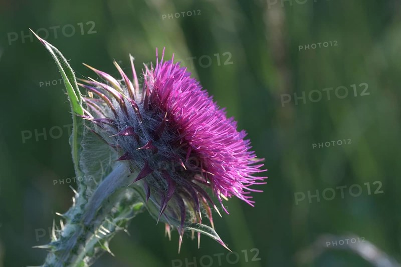 Flowering thistle (Carduus nutans), Lower Rhine, North Rhine-Westphalia, Germany, Europe