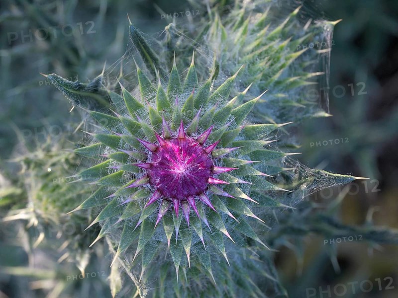 Flowering thistle (Carduus nutans), Lower Rhine, North Rhine-Westphalia, Germany, Europe