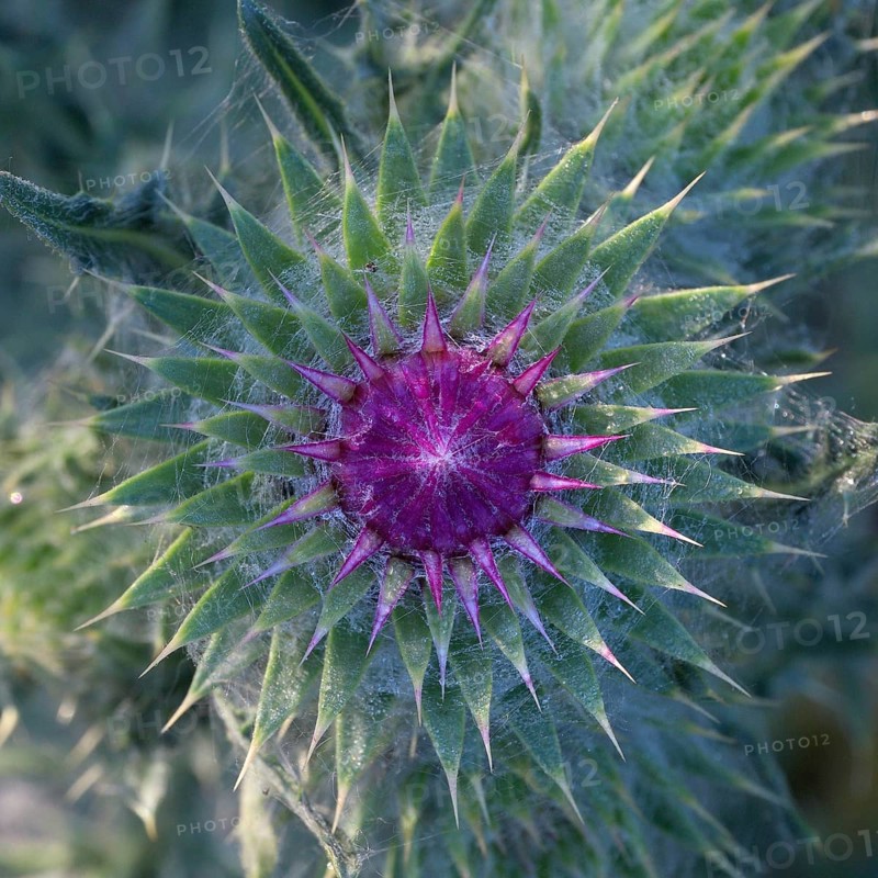 Flowering thistle (Carduus nutans), Lower Rhine, North Rhine-Westphalia, Germany, Europe