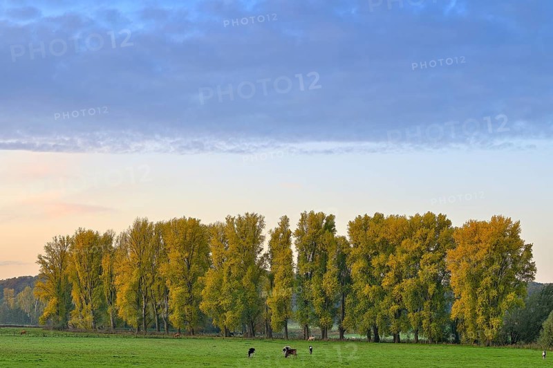 Row of poplars (Populus x canadensis) in autumn, Lower Rhine, North Rhine-Westphalia, Germany, Europe