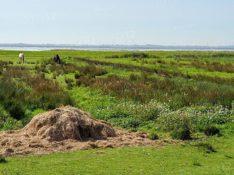 Green meadows with haystacks in the foreground and two horses in the background under a clear sky, langeoog, germany
