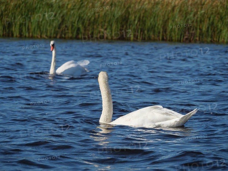 A single swan in calm water near a reed bank, giethoorn, Netherlands