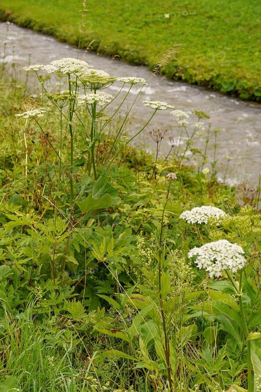 A small river surrounded by wild plants and grass in a natural setting, Gosau, Austria, Europe