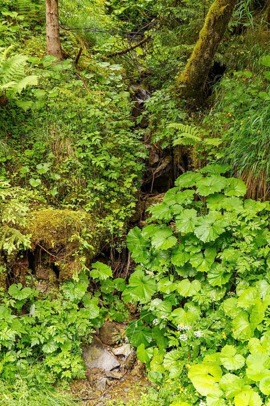 A small stream flowing through dense green plants in the forest, Gosau, Austria, Europe