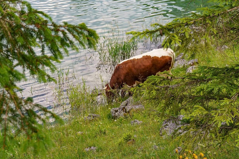 A cow grazing between green grasses and bushes on the shore of a quiet lake, Gosau, Austria, Europe