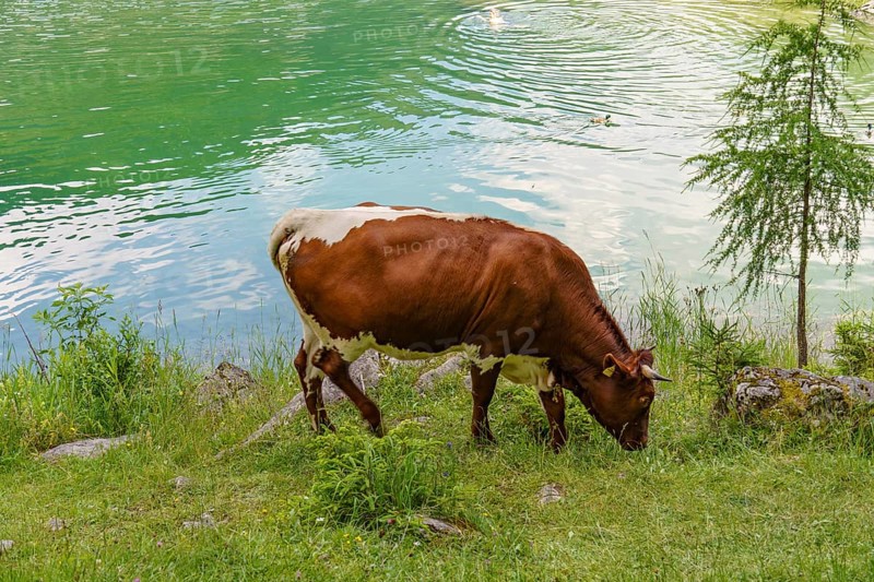 A brown and white cow standing and grazing on a green meadow on the shore of a lake, Gosau, Austria, Europe