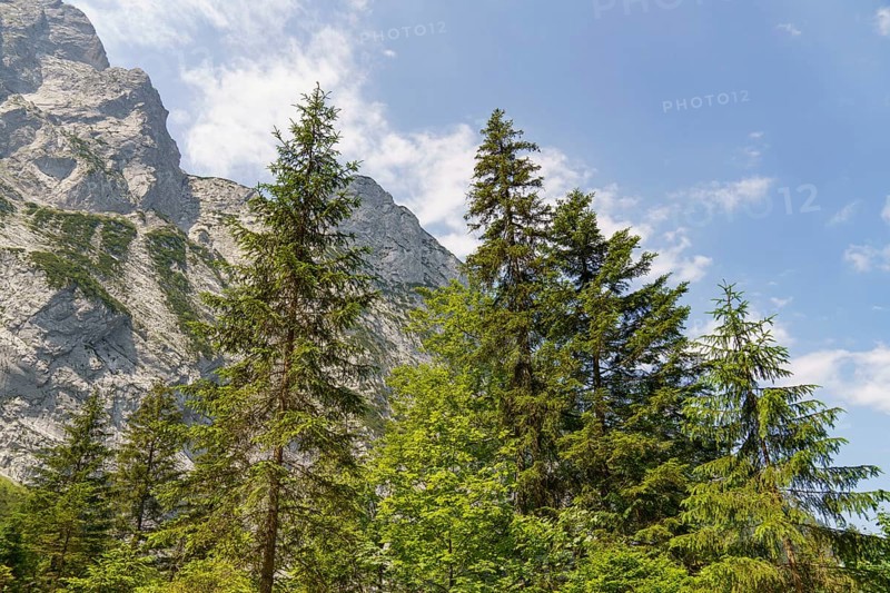 Tall fir trees in front of a rocky mountain landscape under a blue sky, Gosau, Austria, Europe