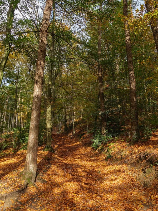 A forest path covered with autumn leaves, surrounded by tall trees in the sunlight, Tecklenburg, Germany, Europe