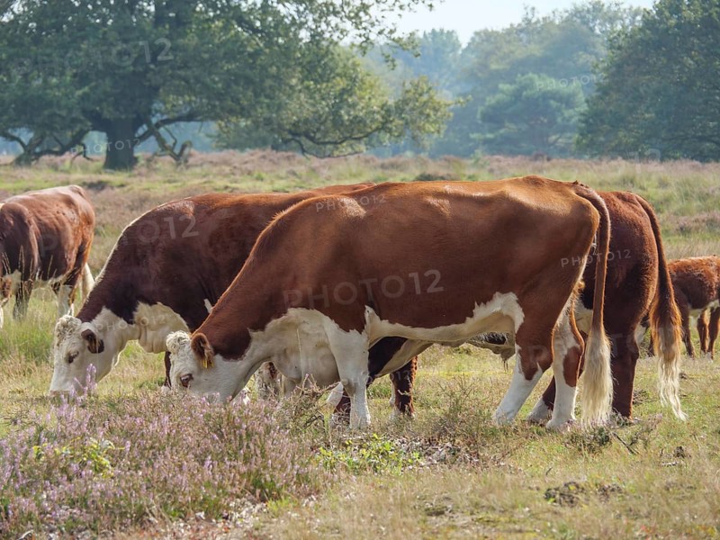 Cows grazing on a sunny green meadow, surrounded by trees and open sky, haaksbergen, . netherlands