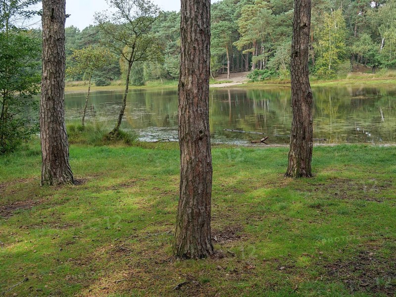 Three trees stand on a green meadow in front of a quiet lake, surrounded by a forest, haaksbergen, . netherlands