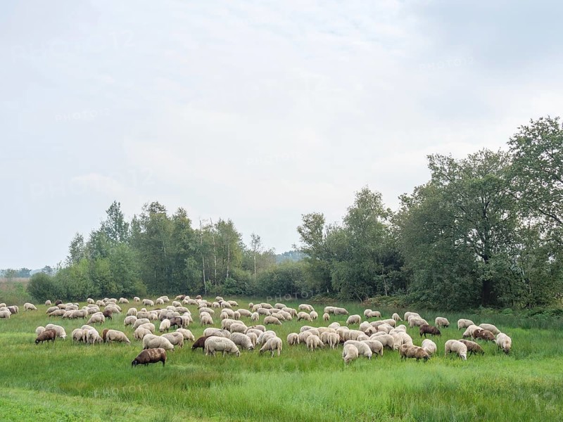 A flock of sheep grazing peacefully in a green meadow, surrounded by trees under a slightly cloudy sky, haaksbergen, . netherlands