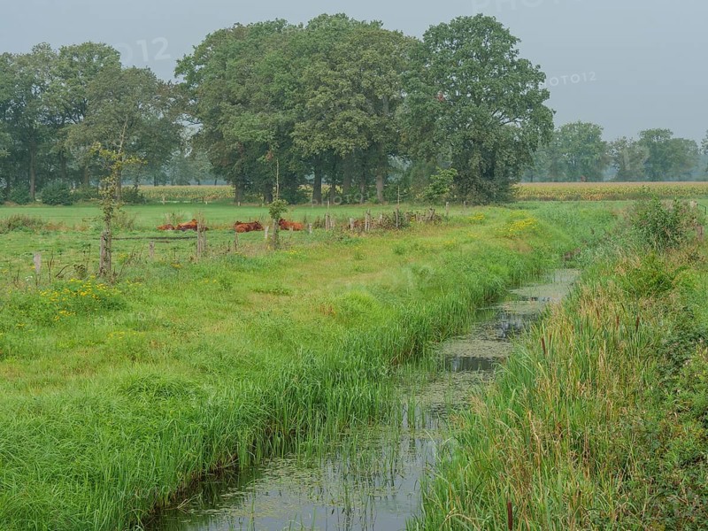 Cows lying in a green meadow bordering a small stream, surrounded by trees, haaksbergen, . niederlande