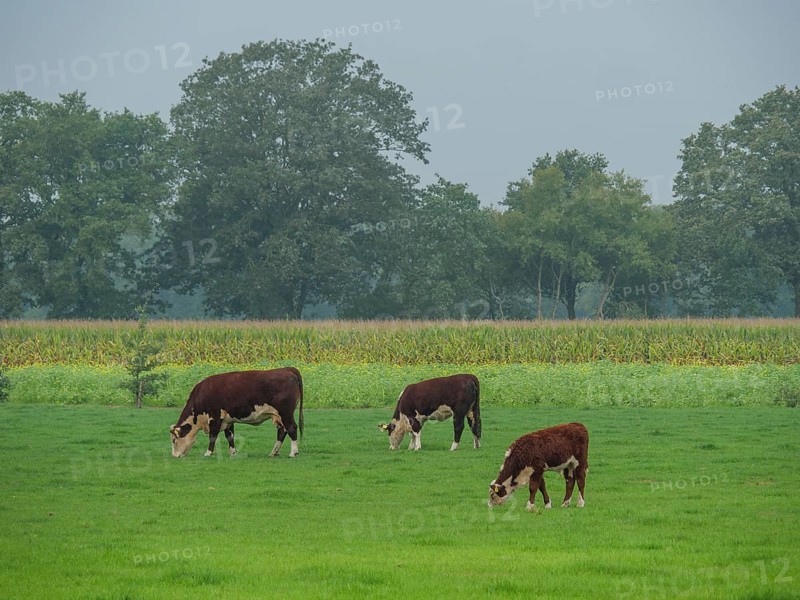 Cows grazing on a green meadow, surrounded by trees and a cloudy sky, haaksbergen, . netherlands