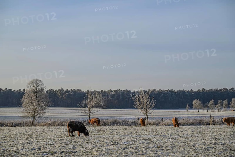 Cows grazing on a snowy pasture against a backdrop of bare trees and open sky, Velen, North Rhine-Westphalia, GERMANY