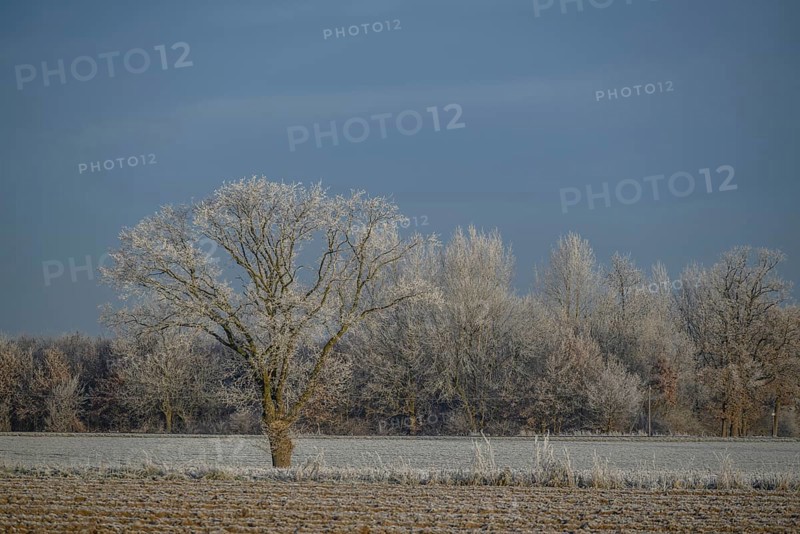 A single, snow-covered tree stands in a vast winter landscape under a clear sky, Velen, North Rhine-Westphalia, GERMANY