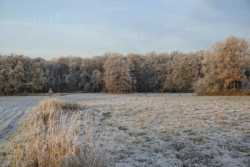 Winter landscape with frozen meadow and forest in the background, Velen, North Rhine-Westphalia, GERMANY
