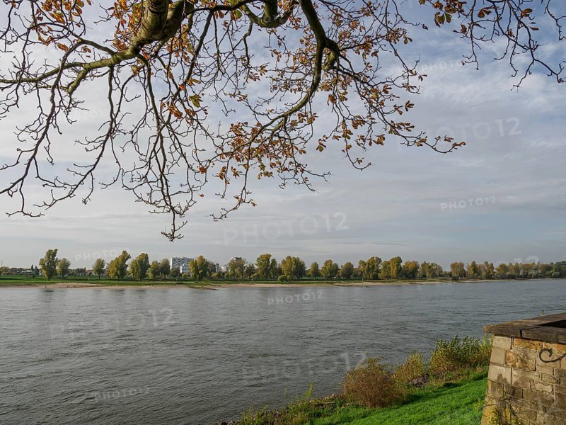 Autumn landscape along a river. Overhanging branch with golden leaves, cloudy sky and still water accompany the bank, Düsseldorf, North Rhine-Westphalia, GERMANY