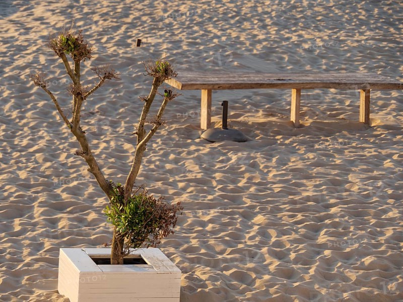 Small bare tree in a white flower box on a sunny sandy beach, next to a wooden bench, de haan, Belgium, Europe