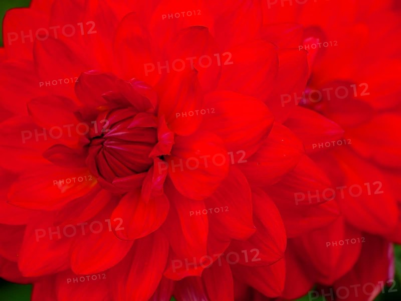 Close-up of an intense, bright red flower with detailed petals that conveys vibrancy, dahlias